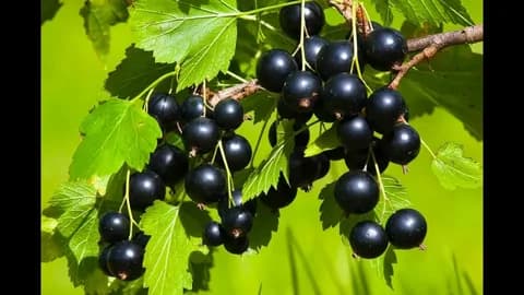 У черной смородины обнаружено полезное свойство для печени