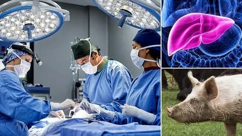 Представлен первый отчет об успешной пересадке печени от генетически модифицированной свиньи человеку