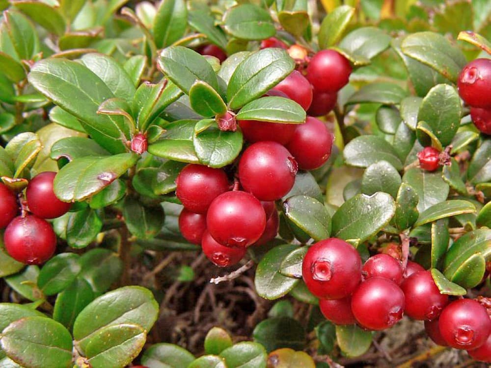 Berry Named That Helps With Prostatitis — Shutterstock