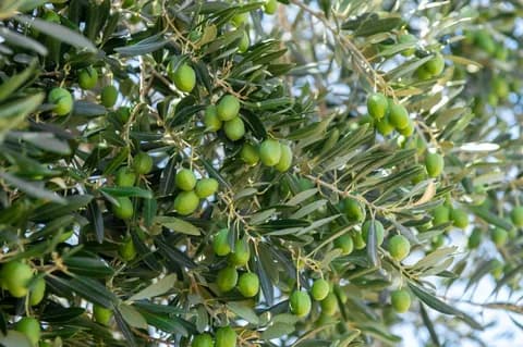 Qoraqayining urug‘idan qon tomirlar uchun foydali xususiyat aniqlandi — Shutterstock/FOTODOM