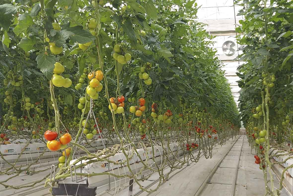 Ygtybarly hyzmatlar, hyrydarly harytlar