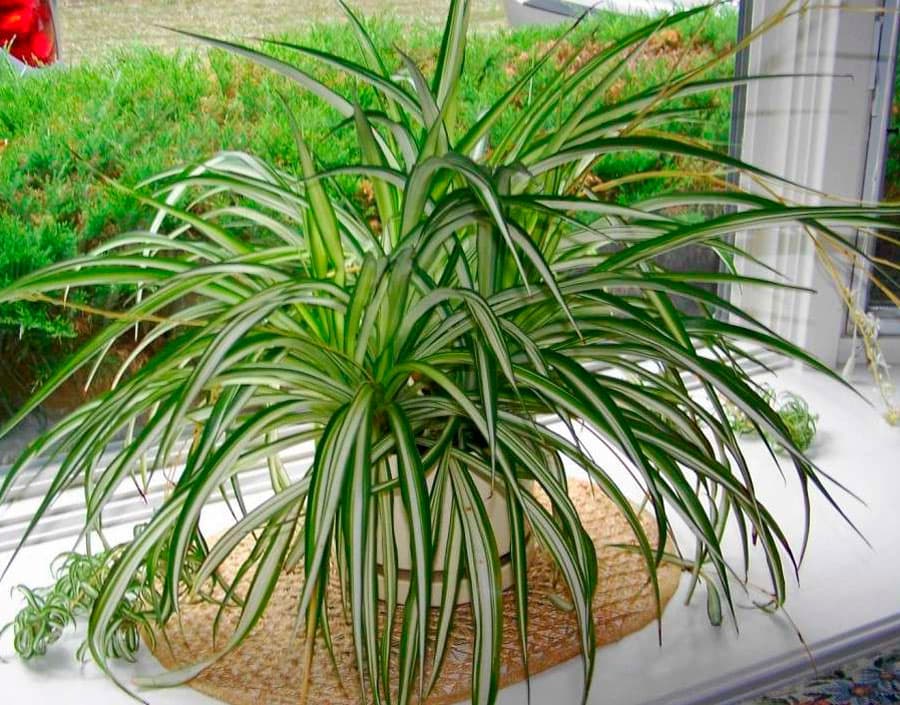 Indoor Plants Purify Air No Worse Than Expensive Filters
