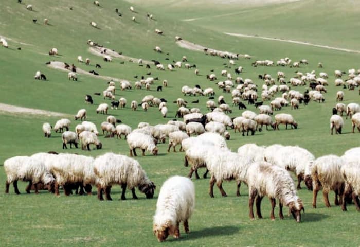 Ocak–Şubat: Lebap Vilayetinde 26,7 Bin Ton Et Üretildi