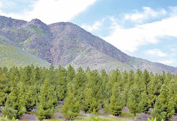 Turkmenistan prepares a new National Forestry Program for 2026–2030
