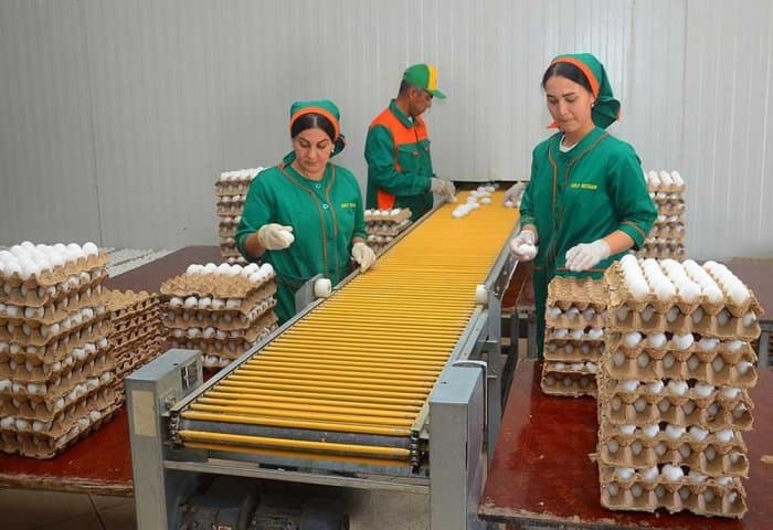Türkmen girişimci ayda 10–15 milyon tavuk yumurtasını ihraç ediyor