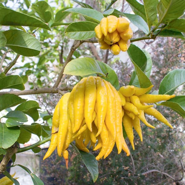 An Octopus-like Fruit