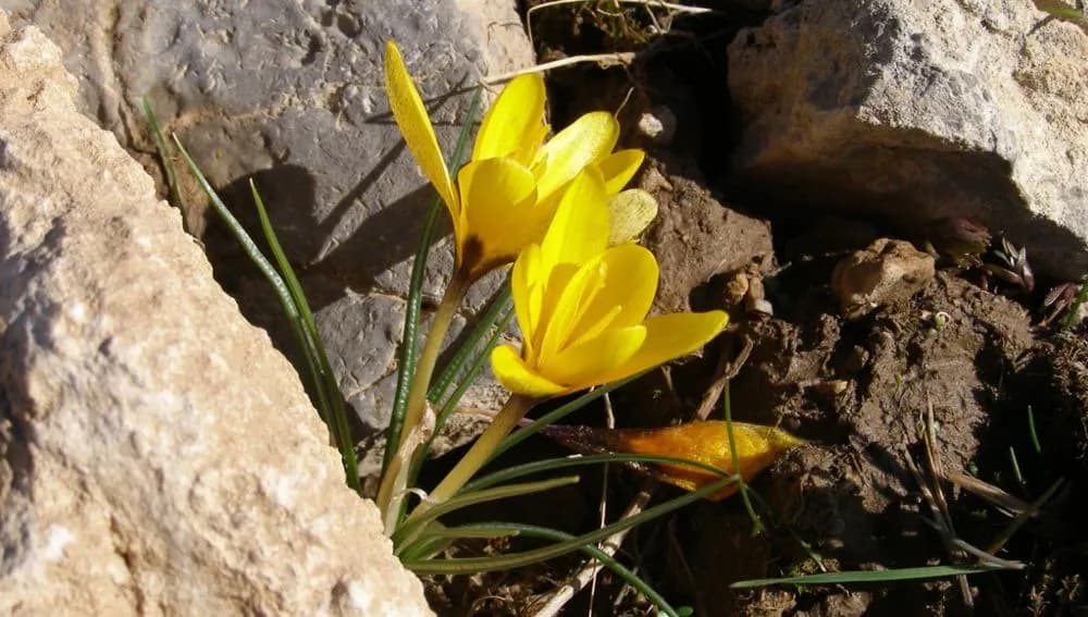 Unique blooming of ephemeroid plants recorded in the nature of Turkmenistan