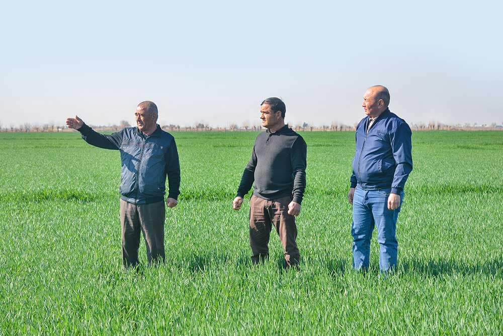 New Frontiers in Grain Farming: The Experience of Charjew Farmers