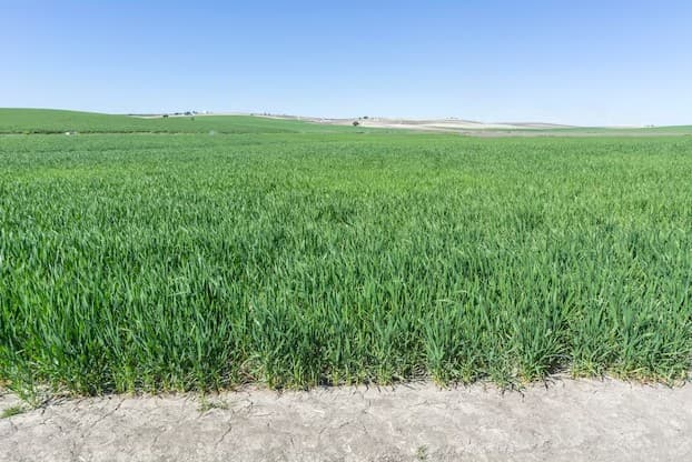 Yashil maysalar — kelajak barakasi xushxabarchisi