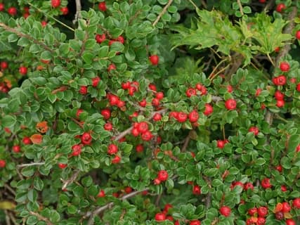 Medicinal Cornelian Cherry (Cornus L.) is Being Widely Cultivated in Köýtendag District of Lebap Province
