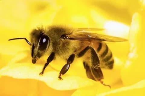Russian scientists discover: main component of bee venom helps fight cancer