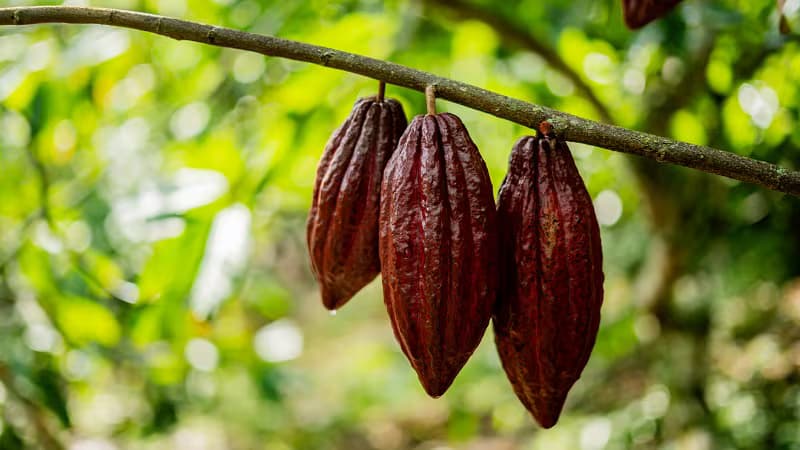 Global Demand for Chocolate Falls Despite Decline in Cocoa Prices