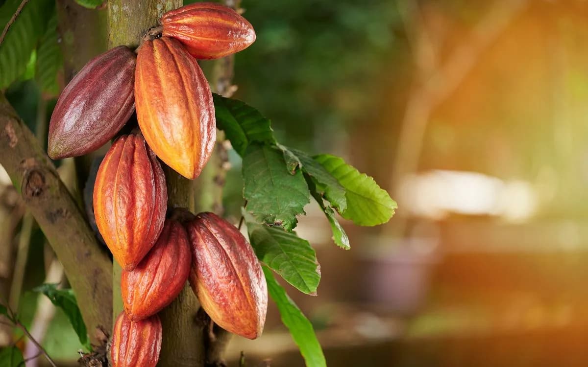 Kakao fiyatlarının düşmesine rağmen dünyada çikolataya olan talep azalıyor