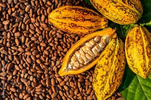 Kakao arzonlashishiga qaramay, dunyoda shokoladga bo‘lgan talab pasaymoqda