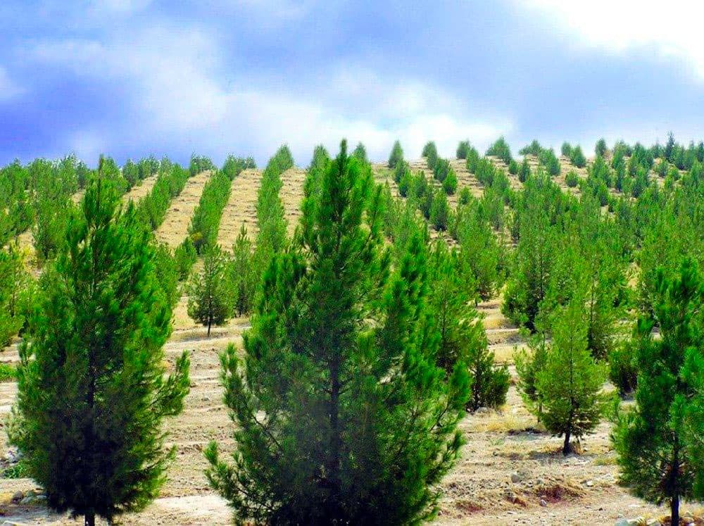 Full readiness for the nationwide tree-planting campaign