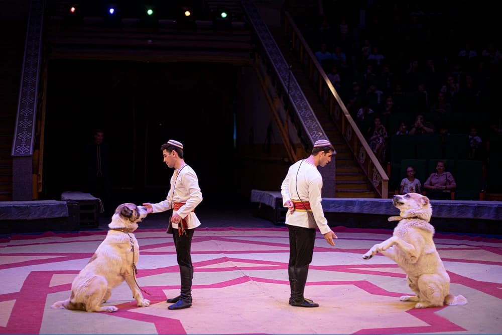 Добро пожаловать в Государственный цирк Туркменистана!