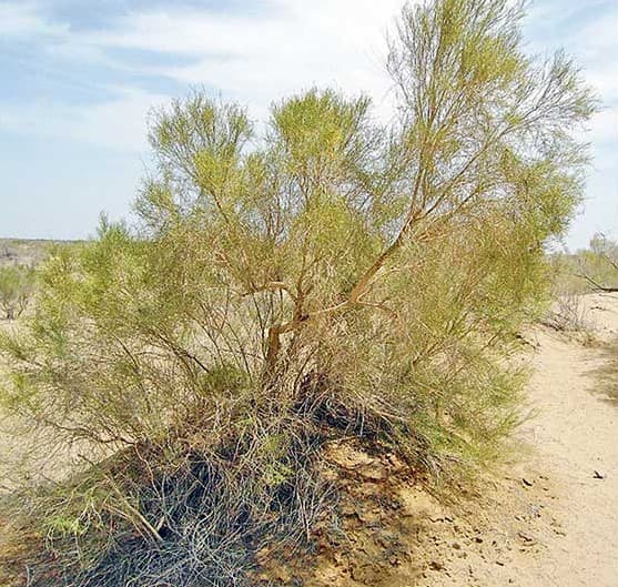 The Unique Flora of Turkmenistan - Sözen (Desert Acacia)