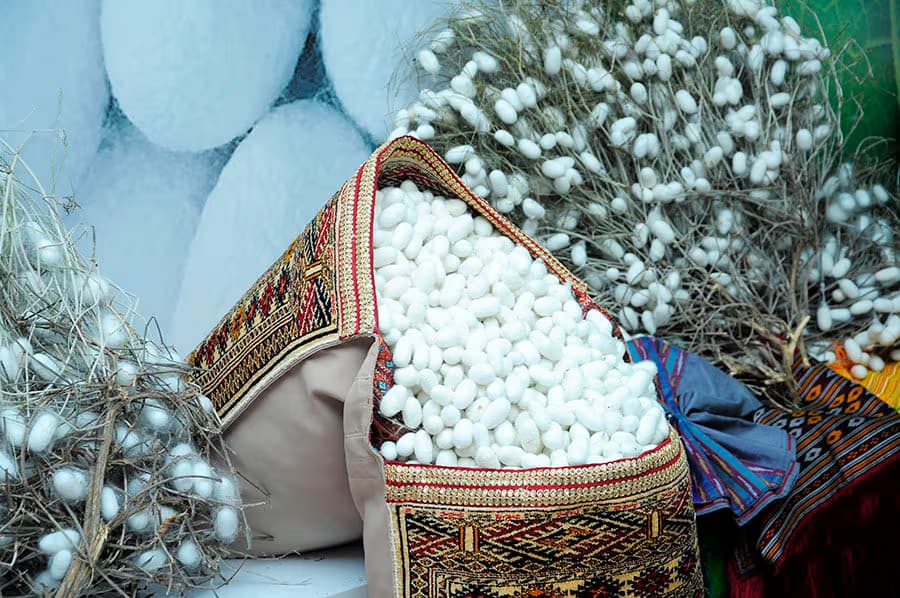 "Turkmenpagta" State Concern and provincial administrations instructed to produce 2,100 tons of raw silk cocoons in 2026