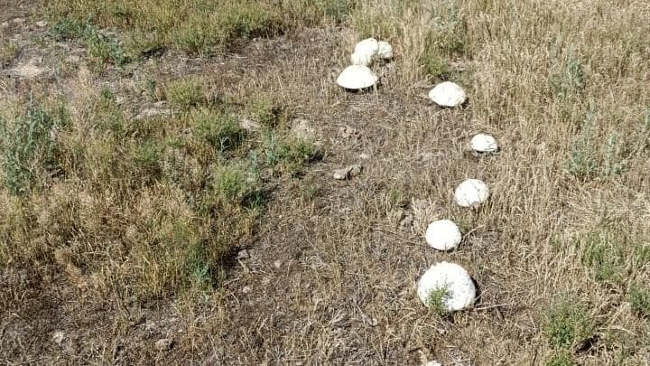 The Short-Lived Beauty of Spring