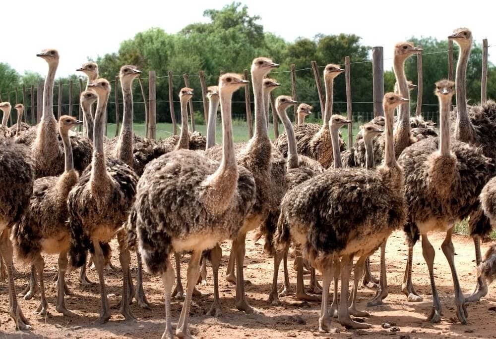 Turkmen company plans to increase ostrich population to 10 thousand