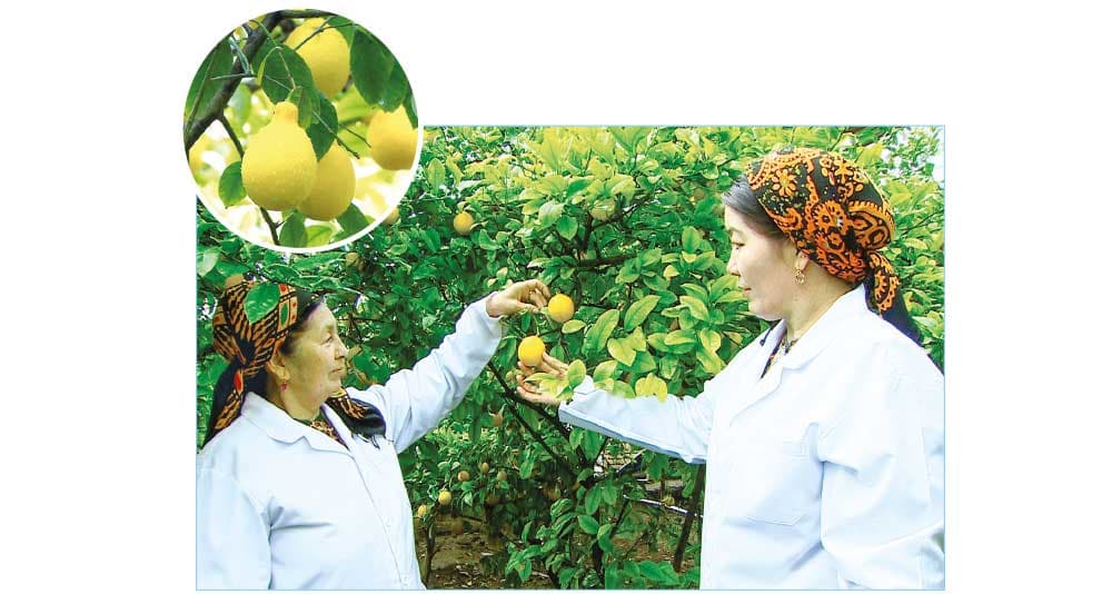 Egsilmez rysgal-bereket