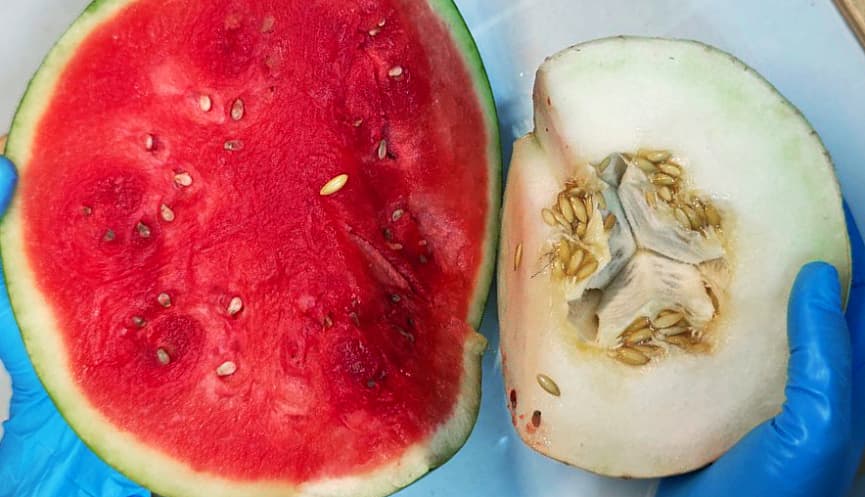 Melon: The Sweet Fruit of Sun and Science