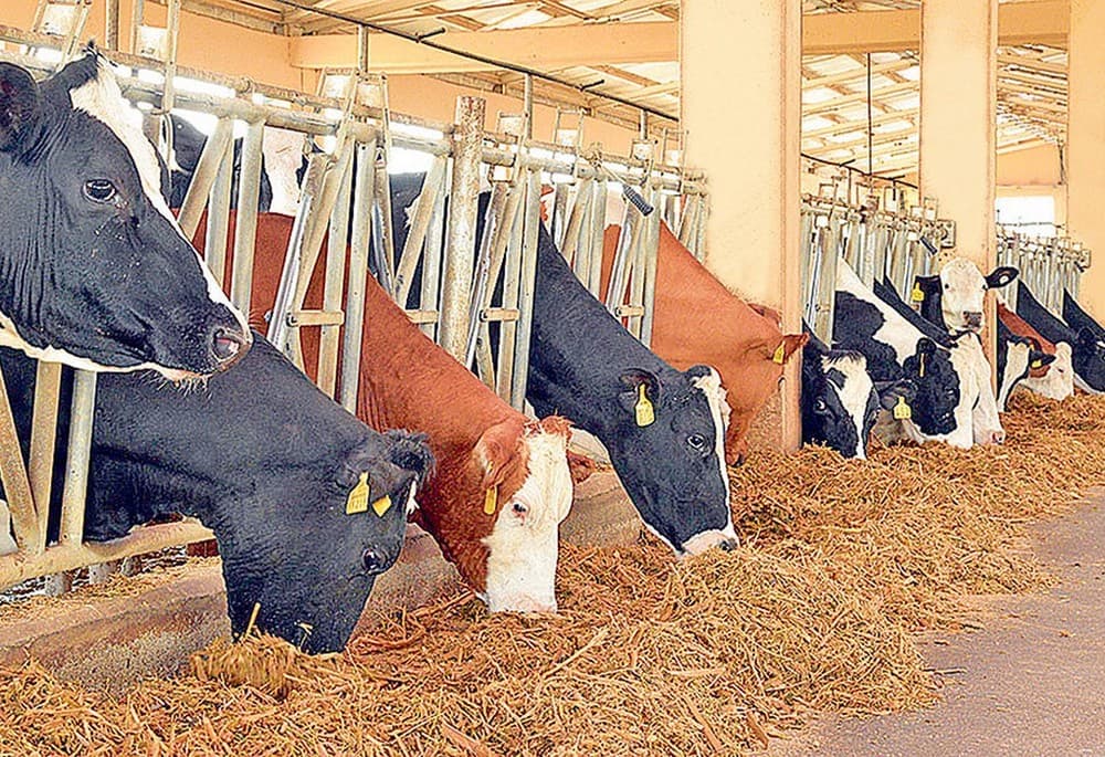 Türkmen telekeçisi “simmental”, “golştin” iri şahly mallaryň 820-den gowragyny idedýär — Maldarçylyk toplumy, Türkmenistan