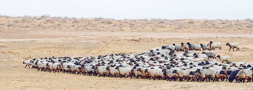 Wintering Livestock and Preparing for Lambing Season in Lebap