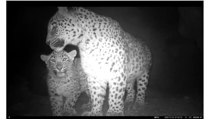 Bathyzdaky fotoduzak ýene-de bir ene alajabarsy surata düşürdi