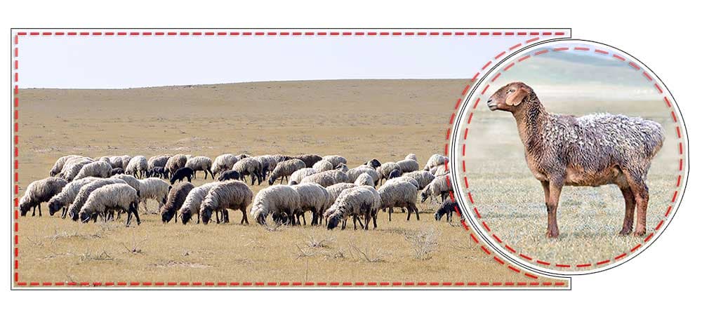 Brave Sons of the Karakum Desert