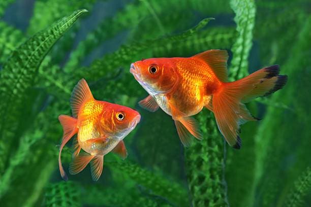 History, Habitat, and Care of Goldfish