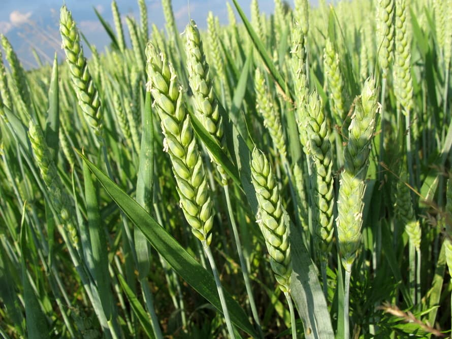 Dashoguz Region Aims for a Bountiful Wheat Harvest