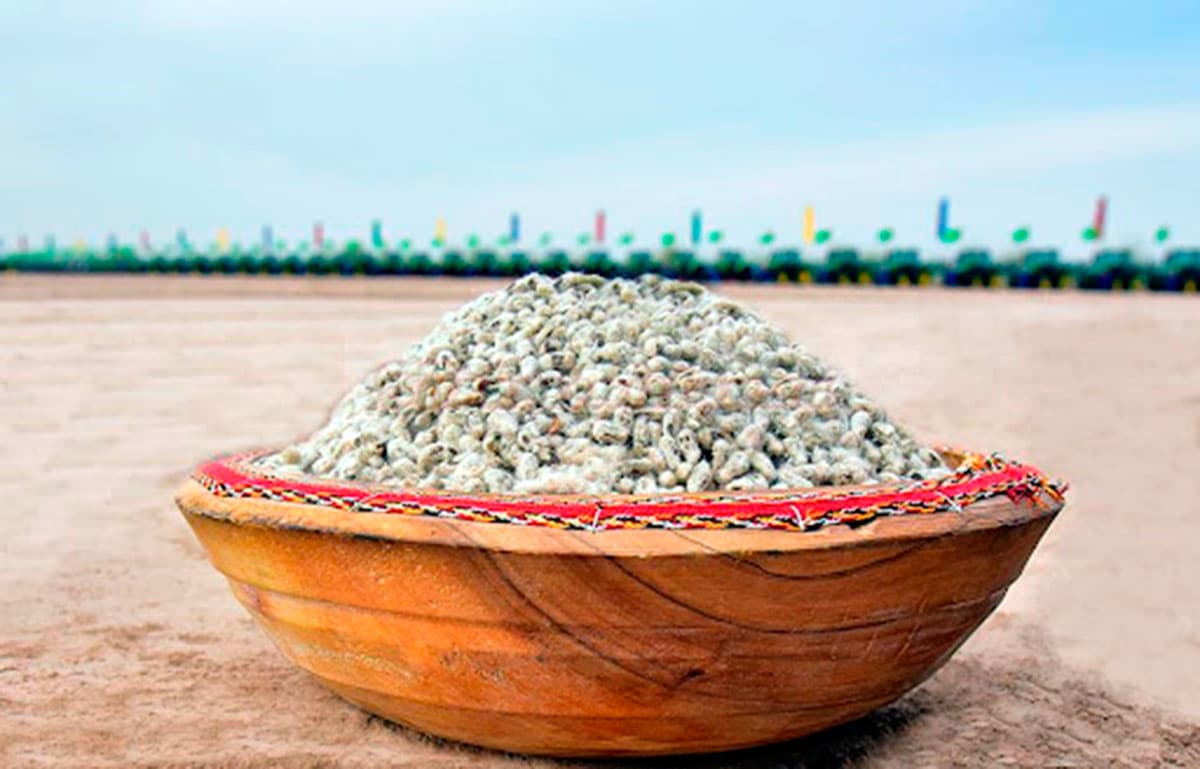 Specialists of the "Dashoguzpagta" production association are preparing cotton seeds for the upcoming sowing season