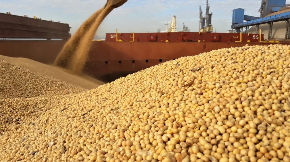 Uzbek scientists have developed three new varieties of soybean