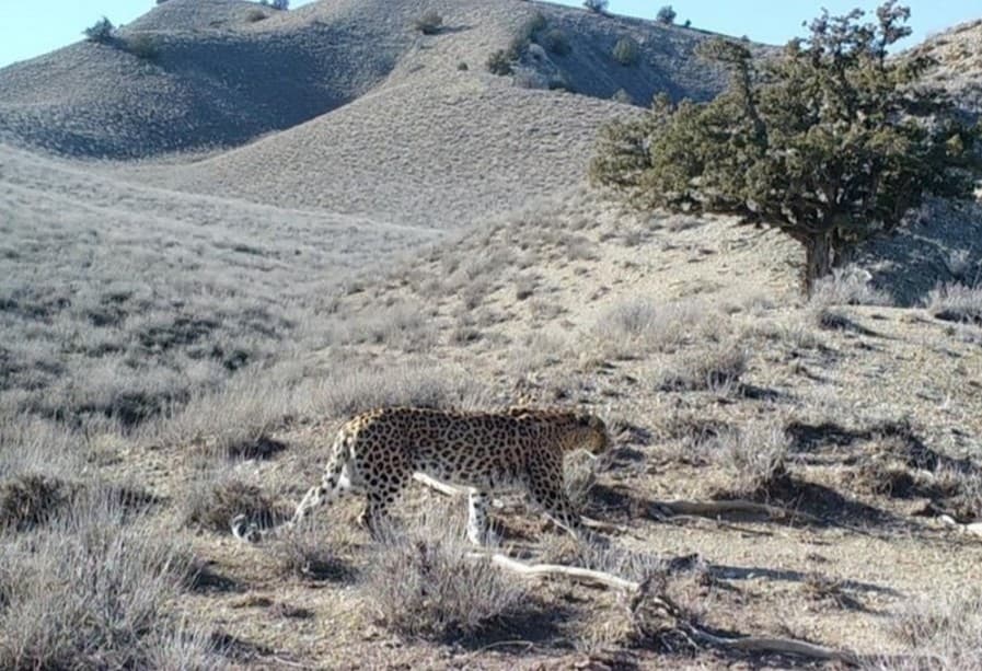 Türkmenistan’da Pars leoparlarının sayısının 60–80 olduğu tahmin ediliyor