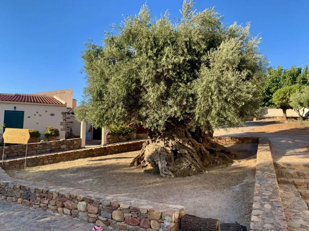 Symbol of Nature's Eternity: The World's Oldest Olive Tree