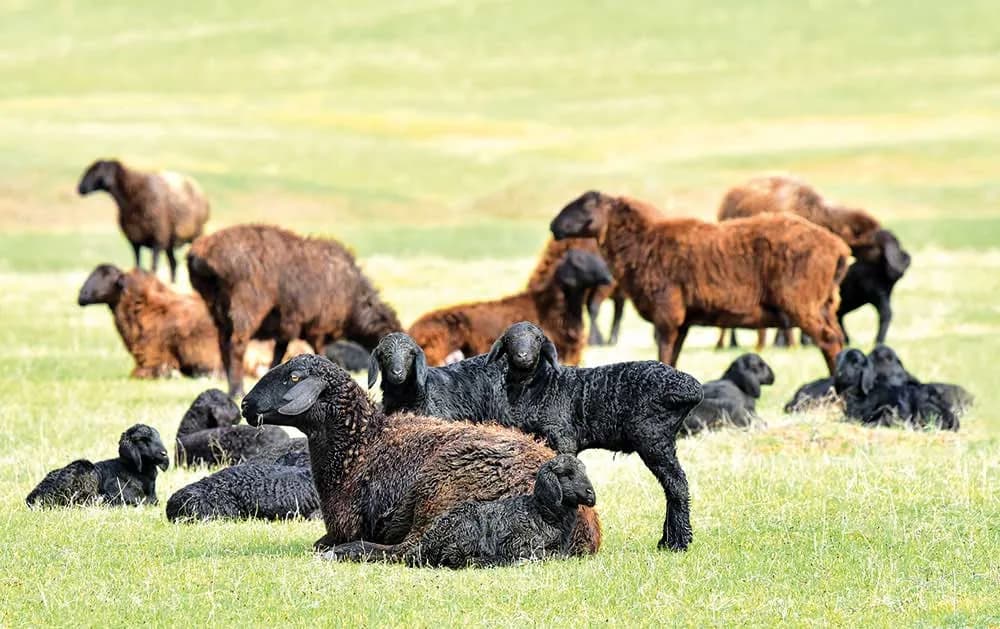 Labap chorvadorlarining yangi marralari: Qo‘zilash mavsumi yakunlanmoqda