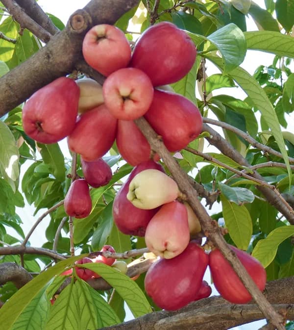 Malay Apple: A Unique Bell-Shaped Fruit of Tropical Nature