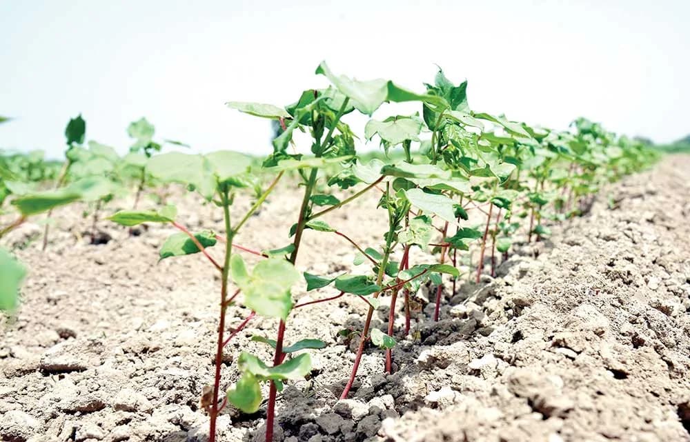 Toward the National Plan: Sayat, Kerki, Koytendag, and Halach Districts Take the Lead