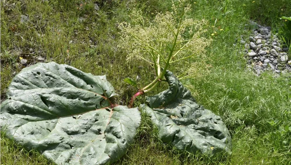 Rhubarb (Yşgyn): Nature's Medicinal Treasure
