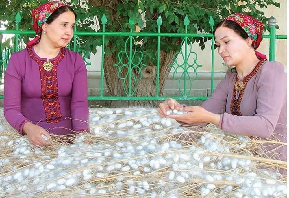 Lebaply ýüpekçiler pile tabşyrmak möwsümini üstünlikli jemleýärler