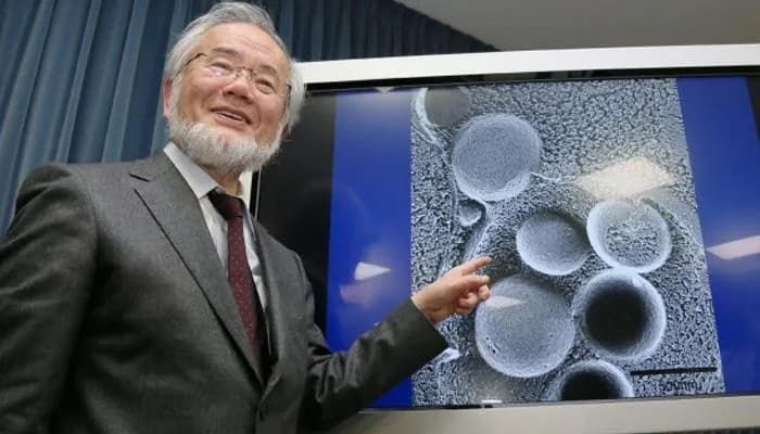 Biologik täzelenme mehanizmi bolan autofagiýa organizmi kesellerden we garramakdan goraýar