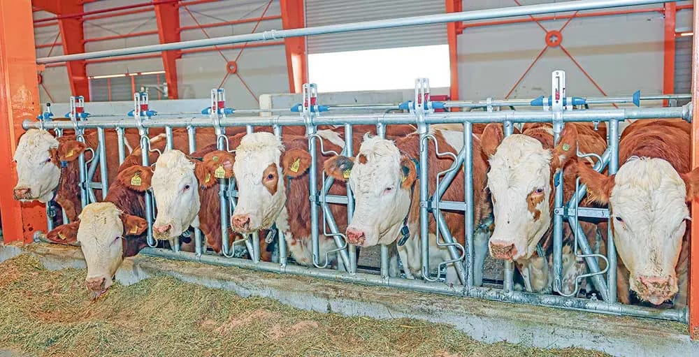 Kuz mavsumida mollar sog‘lig‘iga alohida e'tibor qaratish lozim