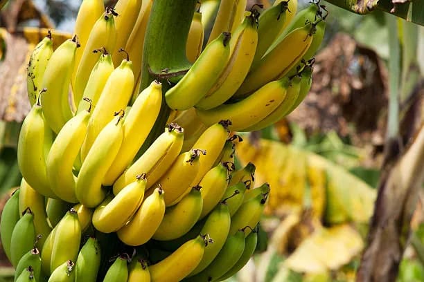 Banan — ýokumly we peýdaly miwe