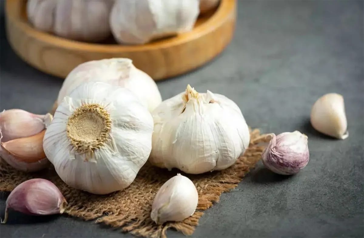 Sarımsak, Daşoğuz Vilayetinin Başlıca Tarım Ürünlerinden Biri Hâline Geliyor