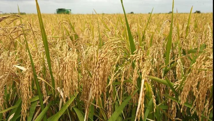Rice Harvesting Begins in Dashoguz Region