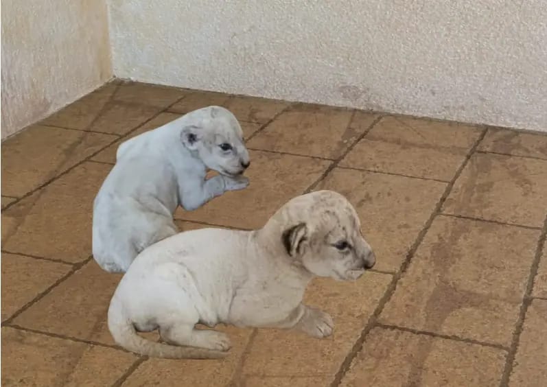 Two White Lion Cubs Born in Ashgabat