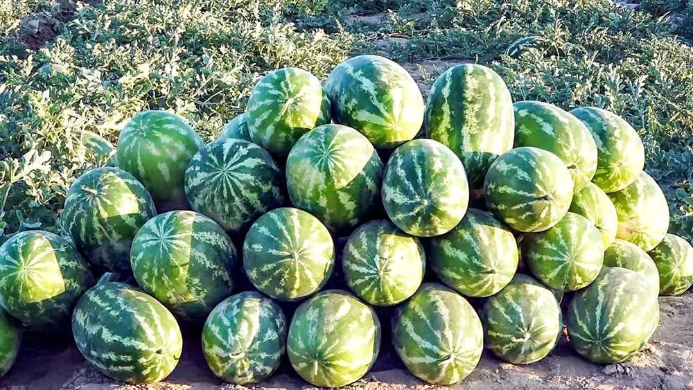 Fruitful labor is the source of stability and abundance