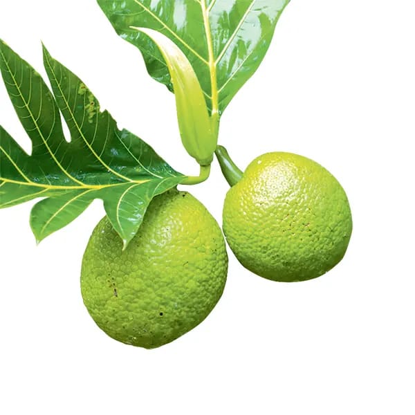 An amazing fruit eaten instead of bread: Breadfruit