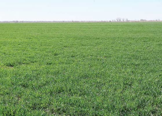 Procedure for Granting Land to Individuals, Organizations and Institutions in Turkmenistan